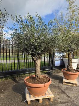 Olivenbaum-Hojiblanca--Nr-39